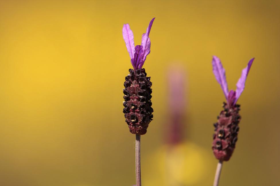 Cantuesos (Lavandula stoechas)